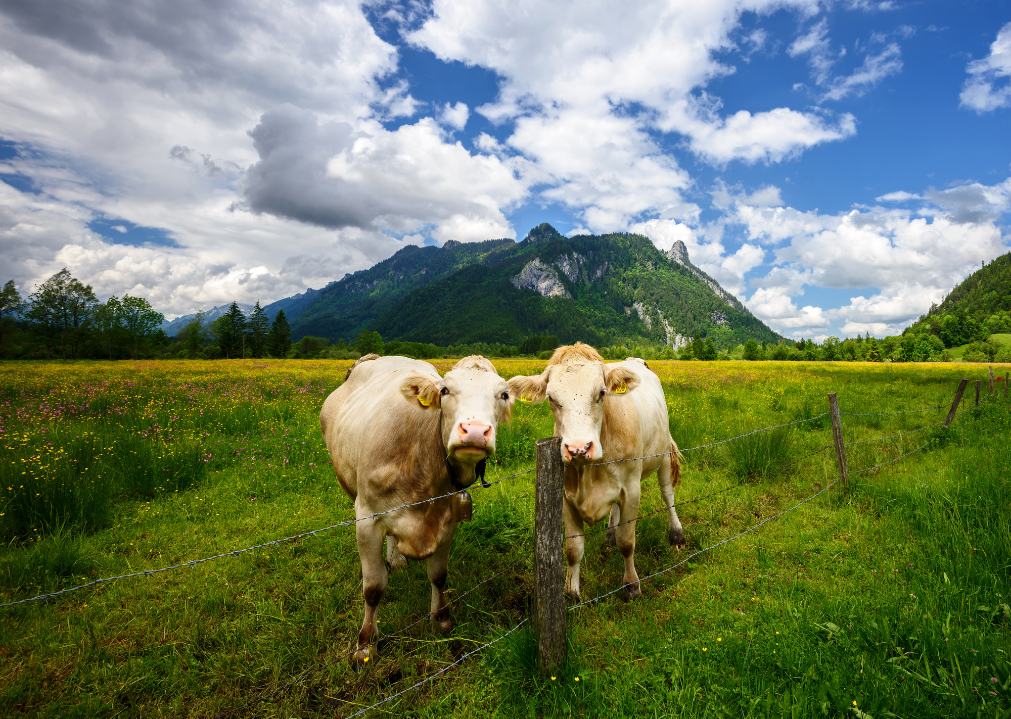 Idyllic landscape in the Alps with cows at green meadows, Ettal and Oberammergau, Bavaria, Germany